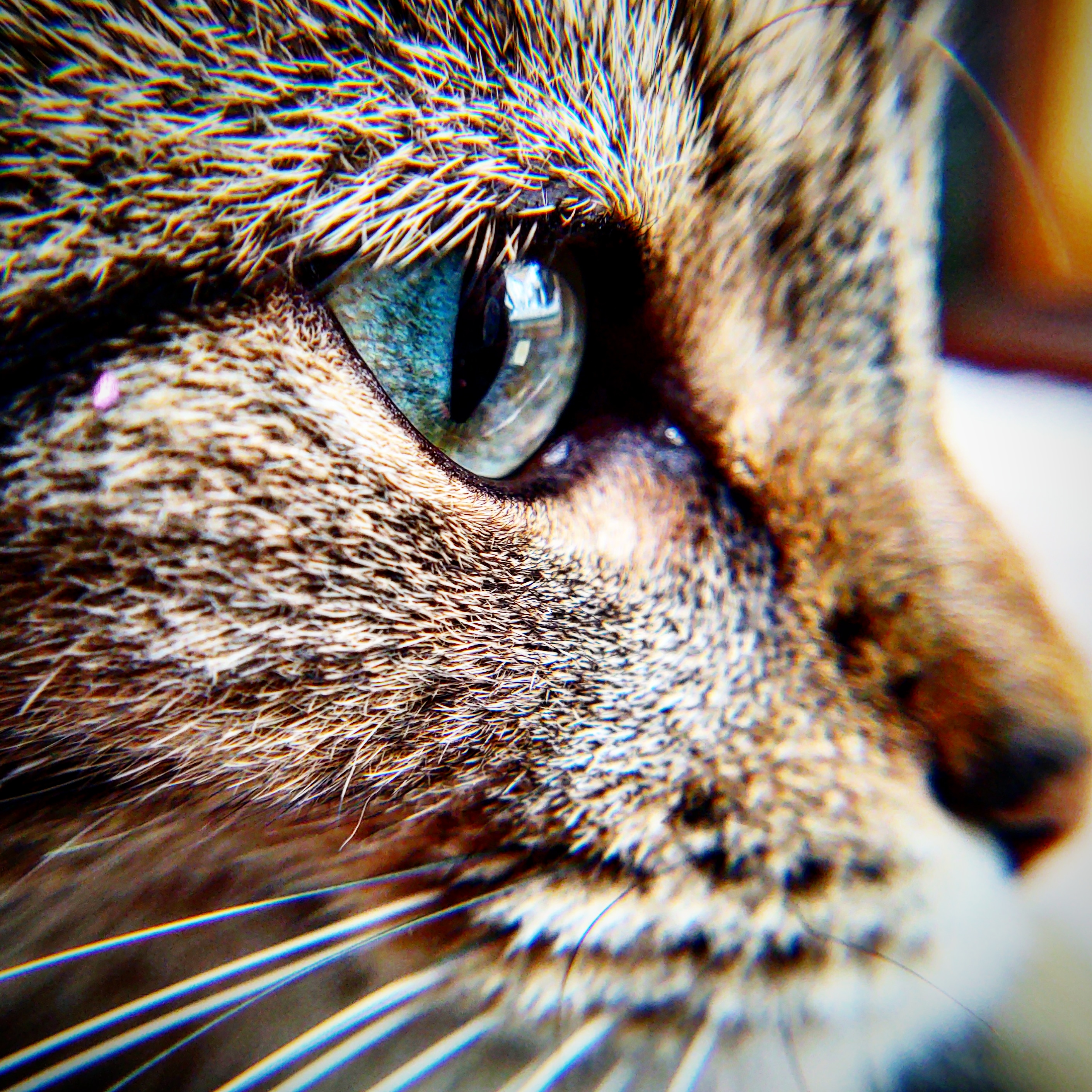 Close up of a tabby cat's turquoise eye