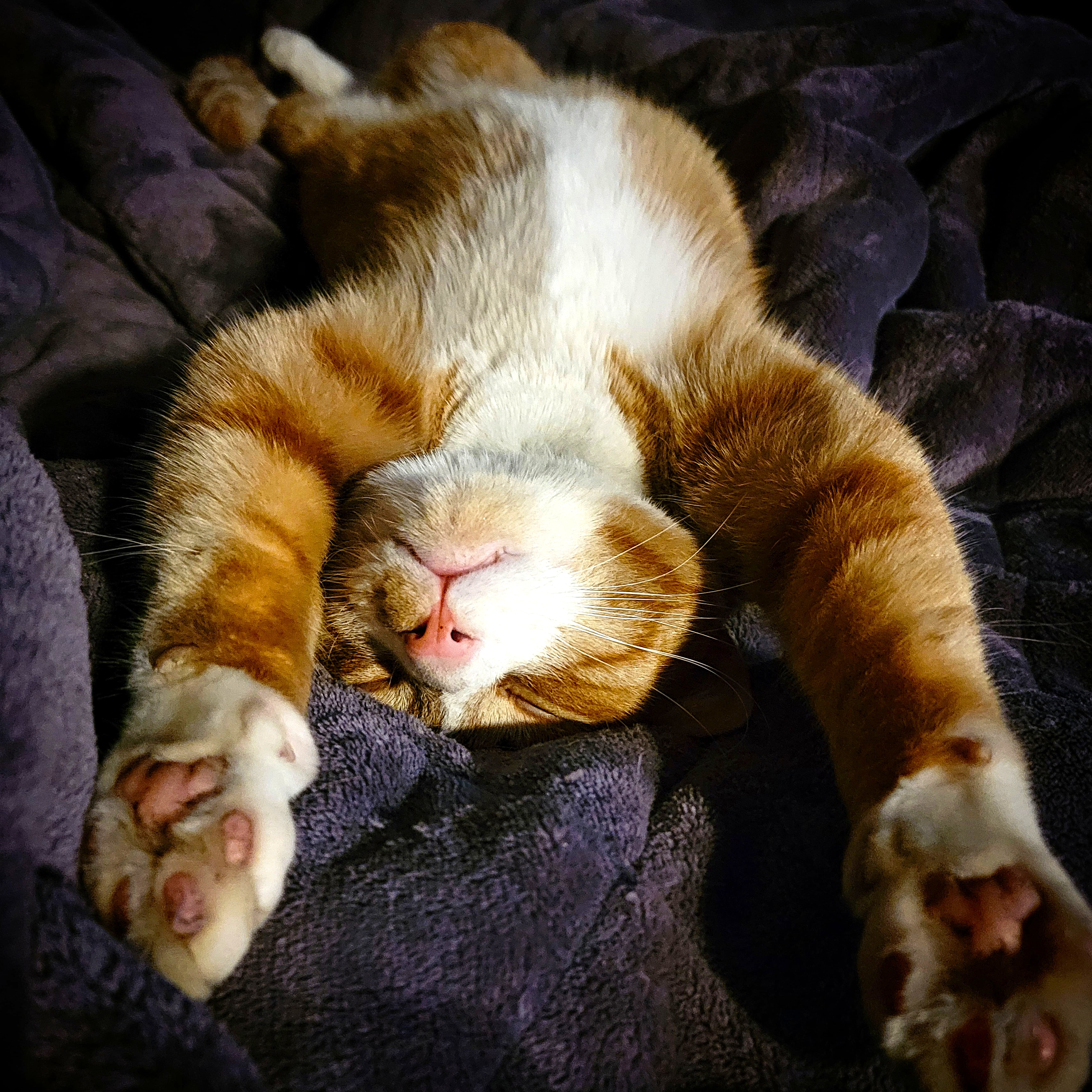 An orange tabby stretched out on his back