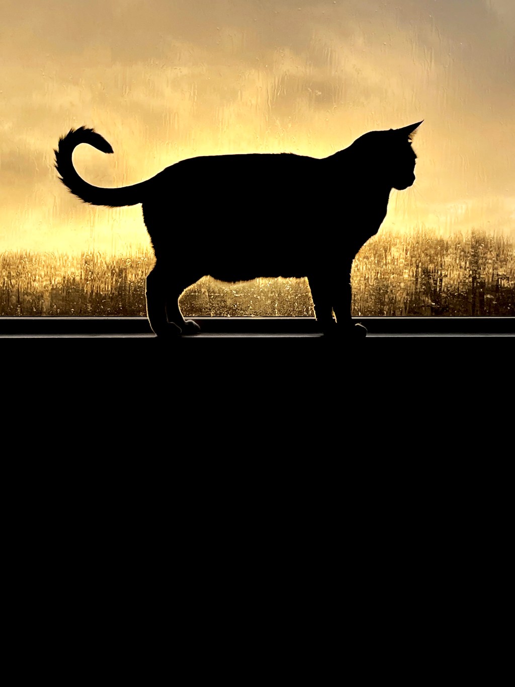 A cat in silhouette in front of a rainy window