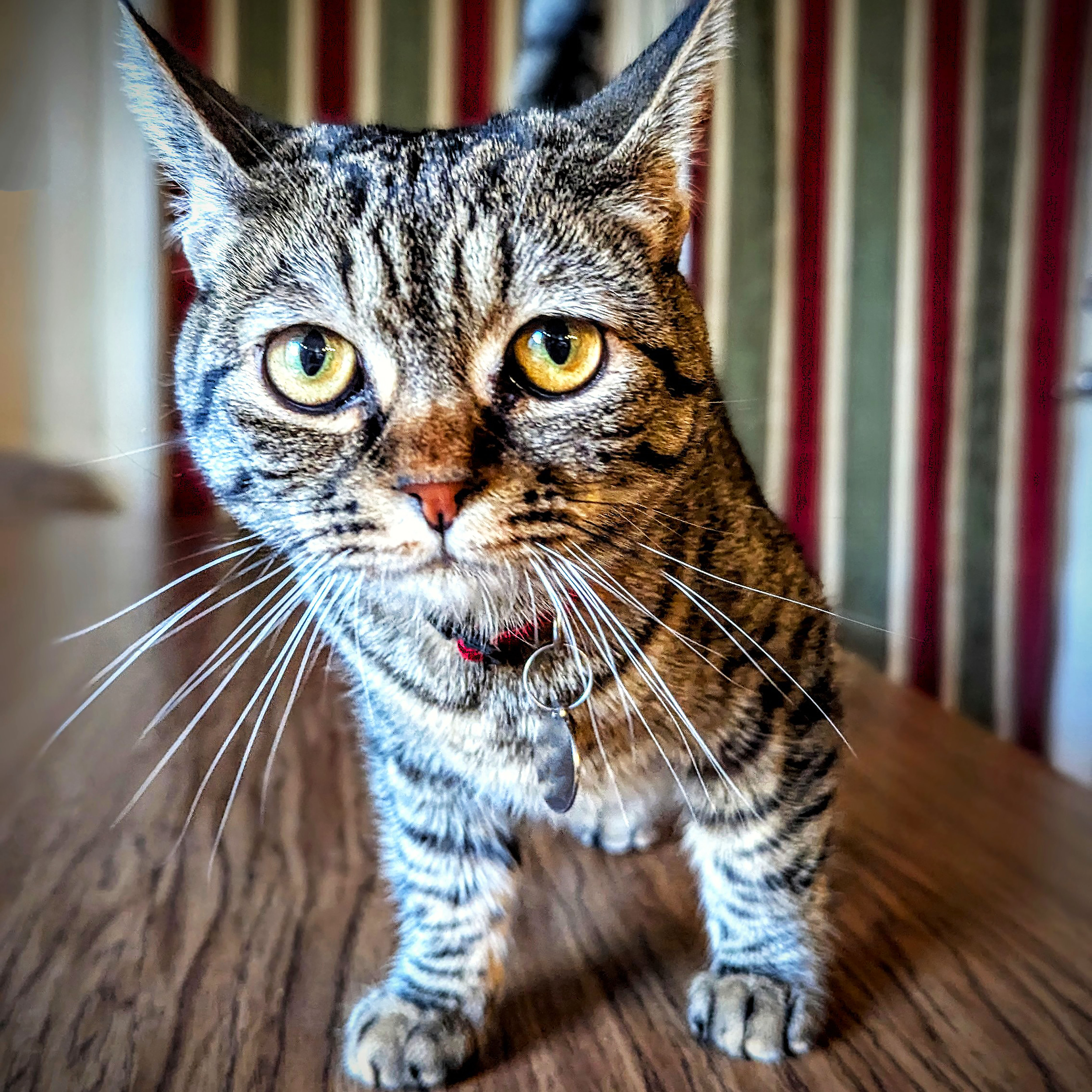 A curious looking tabby cat with short legs