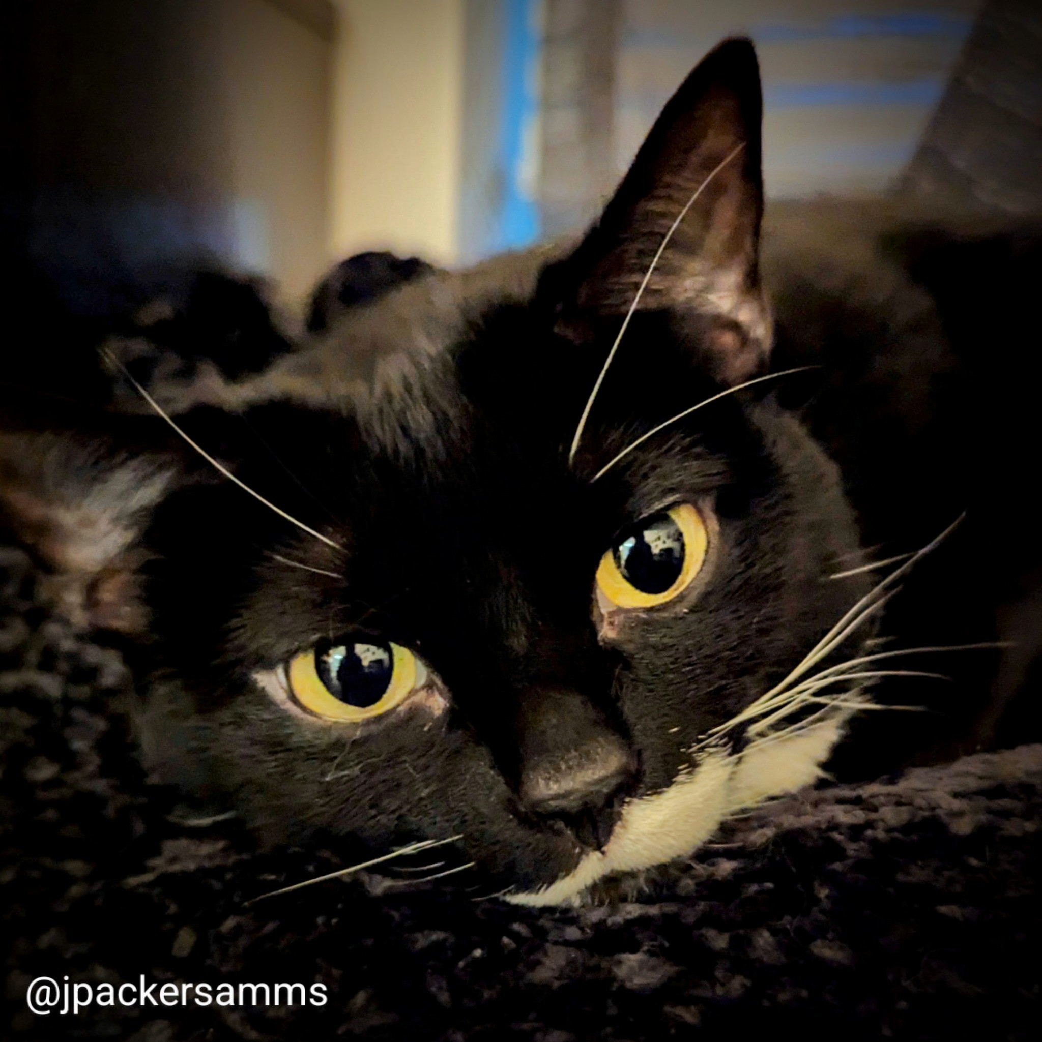 A black and white kitty with startling yellow eyes