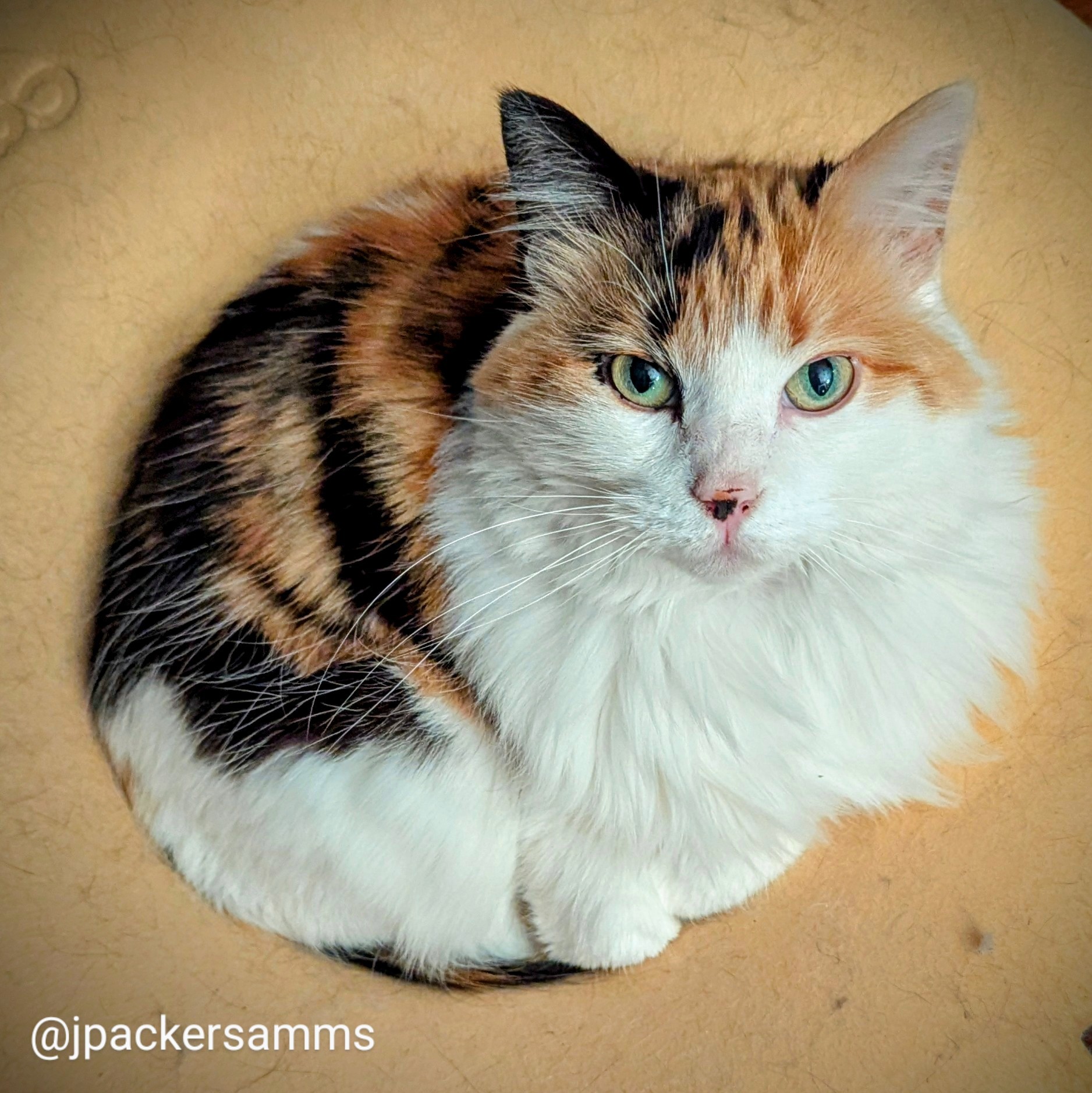 A calico cat looking at the camera