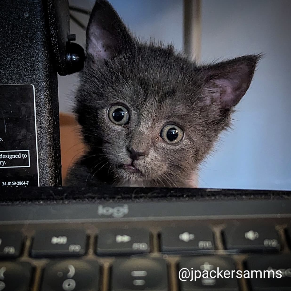 A tiny grey kitten peeking over a keyboard