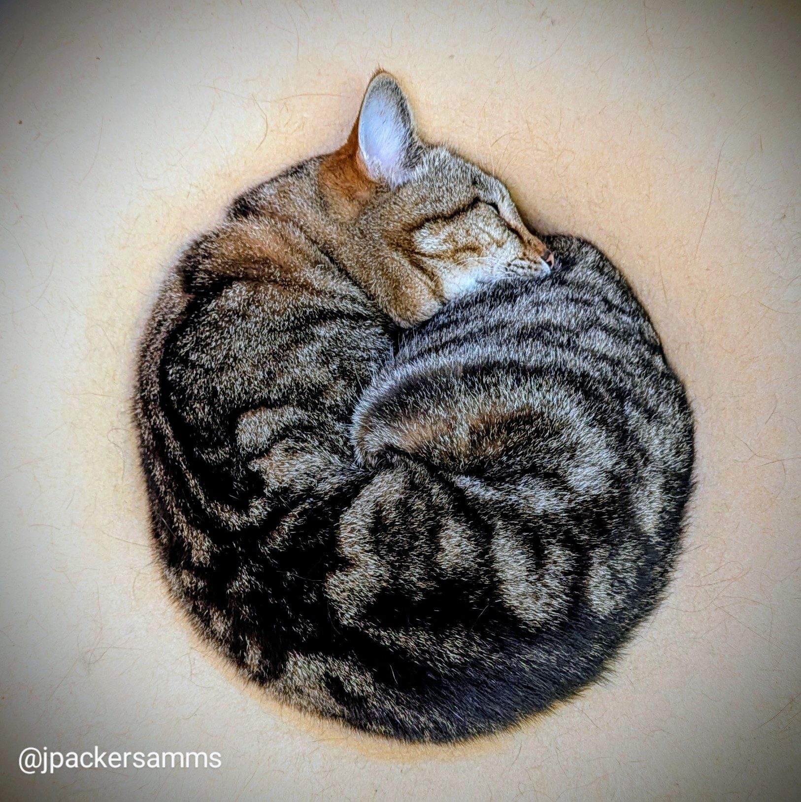 A tabby cat curled up like a cinnamon roll