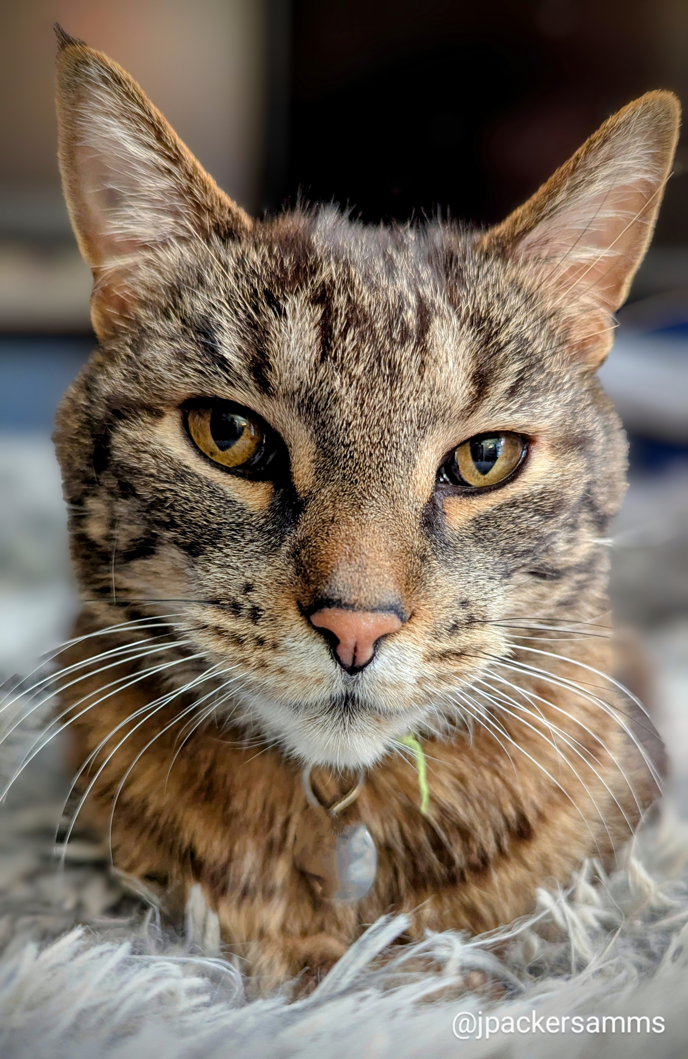 A wise tabby looking at the camera