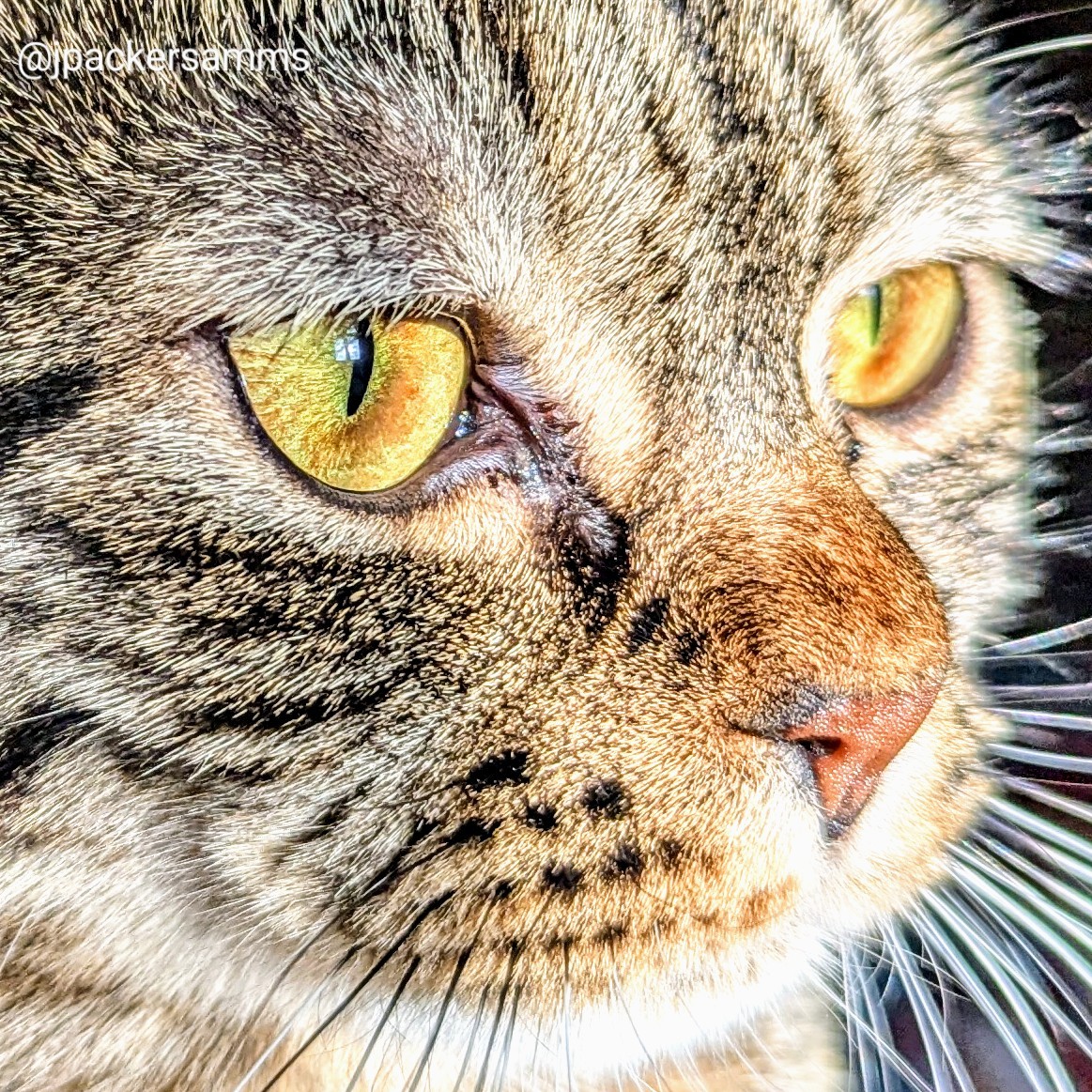Close up of a brown tabby's face with bright yellow eyes